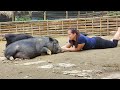 24 months of friendship with pigs  daily life in farm  l th ca