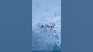 واتس أب قرآن كريم القارئ سعد الغامدي من سورة (يس)
