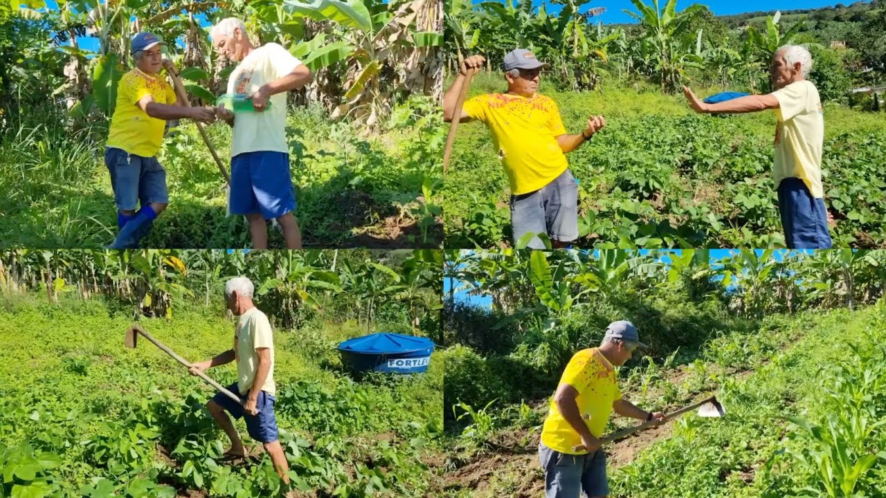 VELHINHO DA ROÇA E ZÉ BARRIGA O AGRICULTOR DANDO UM SHOW DE ENXADA NO ...