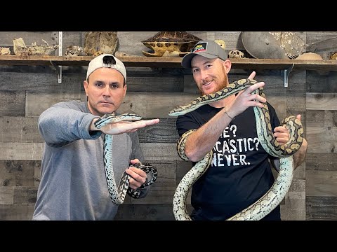 How Many Types Of Carpet Pythons Are There