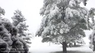 04-28-2017 Aurora, Colorado Heavy Snow Bends Branches - Thundersnow
