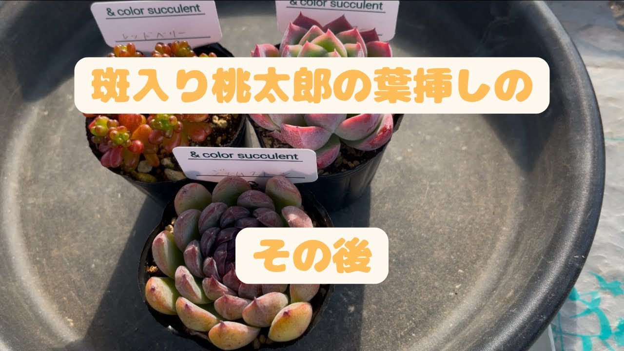 多肉植物】斑入り桃太郎の葉挿しから出たのは…&イベントにお持ちする苗