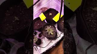 autoflower grow/ enjoyield 1000w light