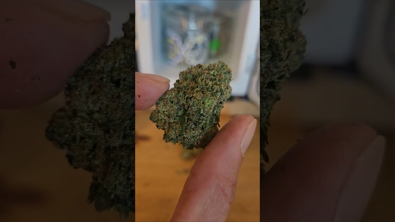 BubbleGum Gushers strain from Viola 