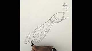 How To Draw A Peacock Easy #shorts #peacock #drawing #art #pencildrawing