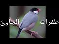 طفرة الجاوئ الكريمي والالمنيوم