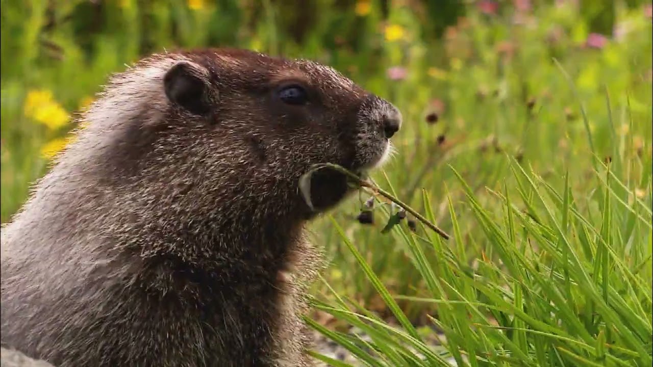 beautiful Secne of nature.