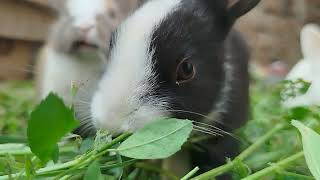 Bunny Rabbit Eating Closeup