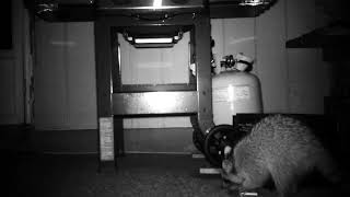 Racoon eating a mouse out of a trap Racoon Eating Mouse