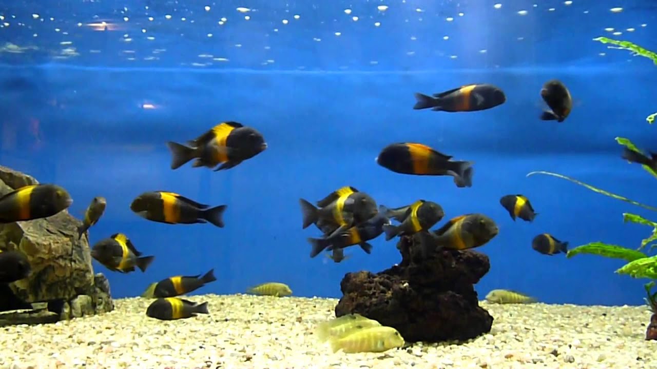 Tropheus black Kiriza,Tanganicodus Irsacae