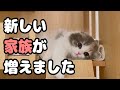 【ご報告】新しい家族の紹介