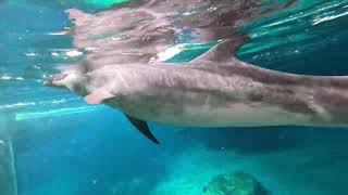 POV: Underwater with dolphins!
