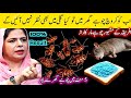 Get rid of rats, Mosquito, cockroach, lizard with homemade spray|powerful insects killer remedy