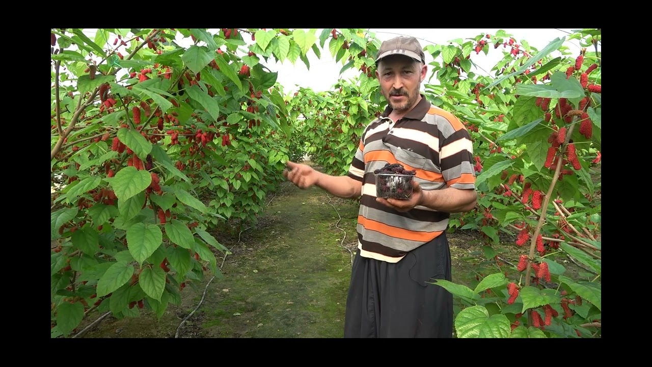 KARADUT YETİŞTİRİCİLİĞİ