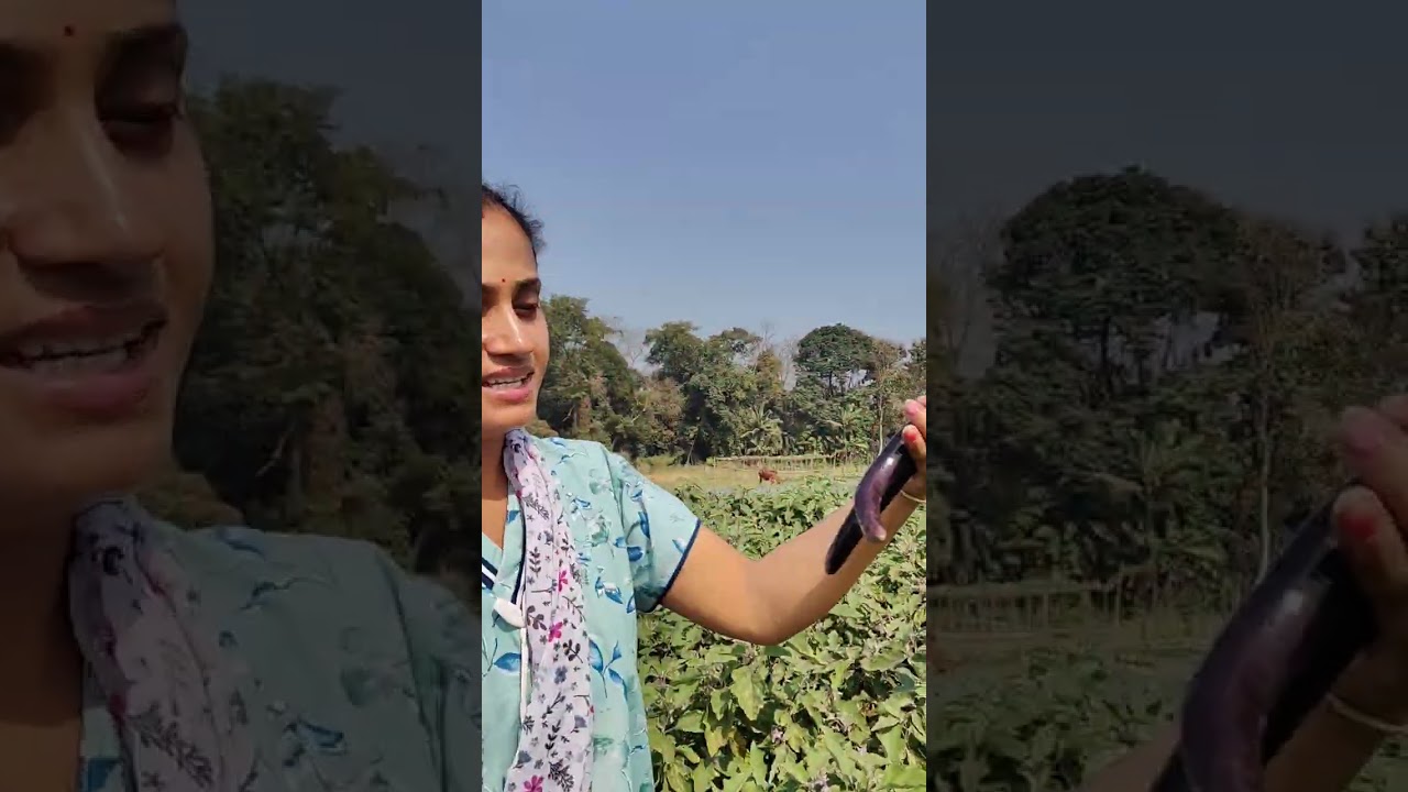 পথাৰত পাচলি চিঙিবলৈ আহি💚