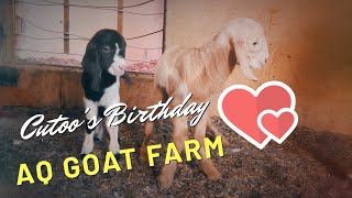 ALLAH Ne Karam Farmaya | 1 Nahi Balke 2 Bache! First Time Baby Goats Birth at AQ Goat Farm