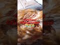 rip gallinita ponedora