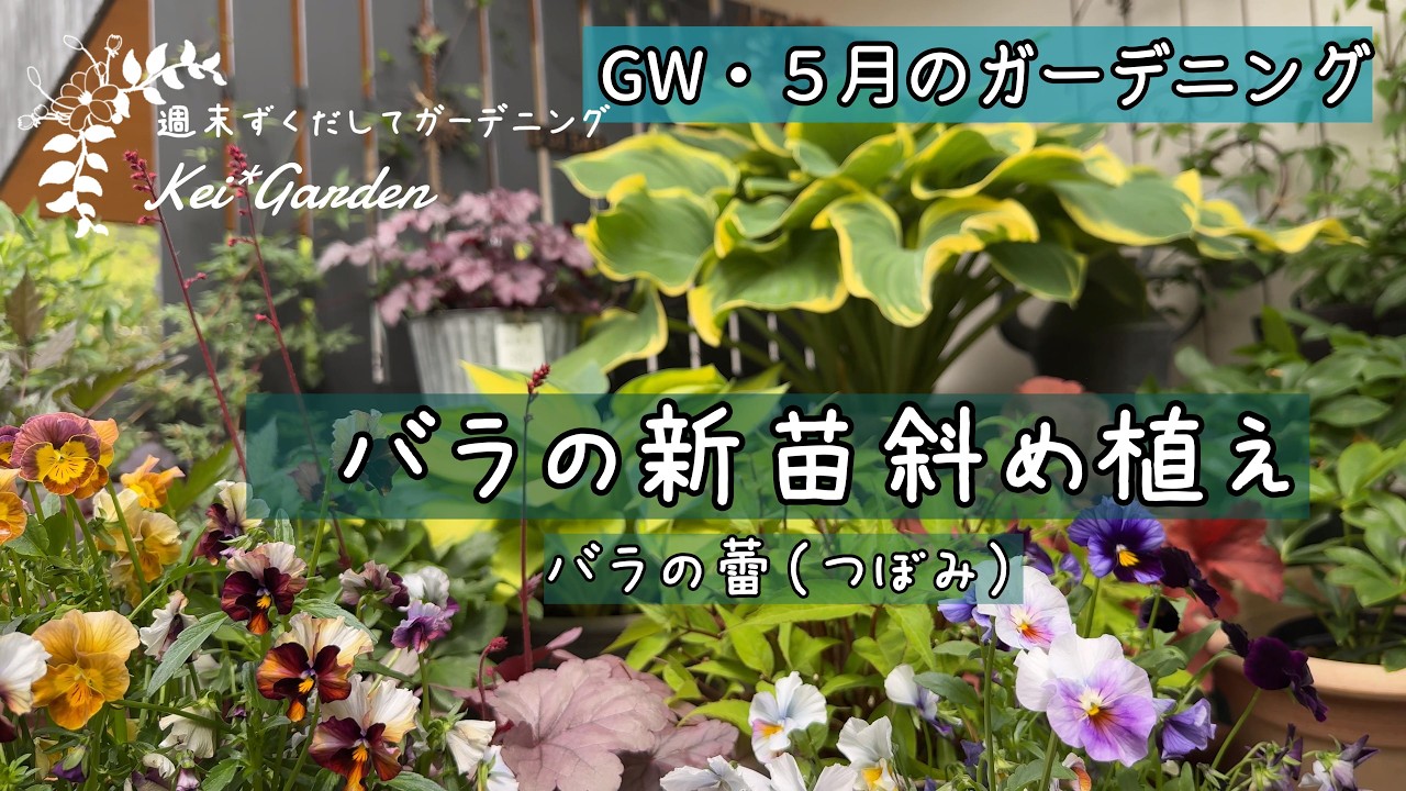 GWのガーデニング/バラ新苗斜め植え/バラの蕾/5月のガーデニング/信州