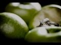 Miniature de la vidéo de la chanson Green Apples