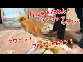 室内犬にストレス発散させたら想像以上に吠えたり暴れたり shiba inu