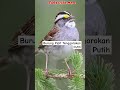 Suara Burung Pipit Tenggorokan Putih #bird #kicaumania #viralshorts