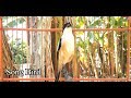 Suara Cendet Gacor Nembak Kasar Ampuh Bikin Cendet Manapun Langsung Respon Dan Ikut Gacor Seketika Mp3 - Mp4 Download
