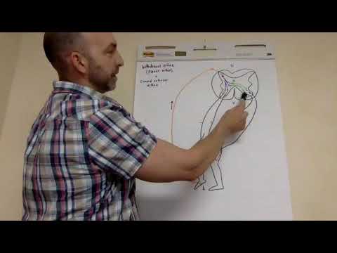 Withdrawal and crossed extensor reflexes
