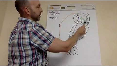 Withdrawal and crossed extensor reflexes