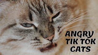 CAT COMPILATION - Angry Tik Tok Cats