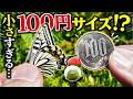 100円玉サイズの超ミニアゲハを捕まえた！