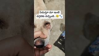ఏడుస్తూ మా ఇంటి దగ్గరకు వచ్చింది..😢 #chocozara #emotional #sad #streetdog #mustwatch #rescuedog #yt