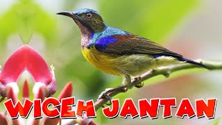 Burung Wiceh Jantan Di Alam Liar