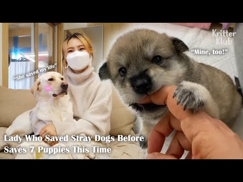 Video: Pet Scoop: Pekerja Berputar untuk Simpan Puppy di Lebuhraya, Panda Merah Menghidupkan Sweet 16