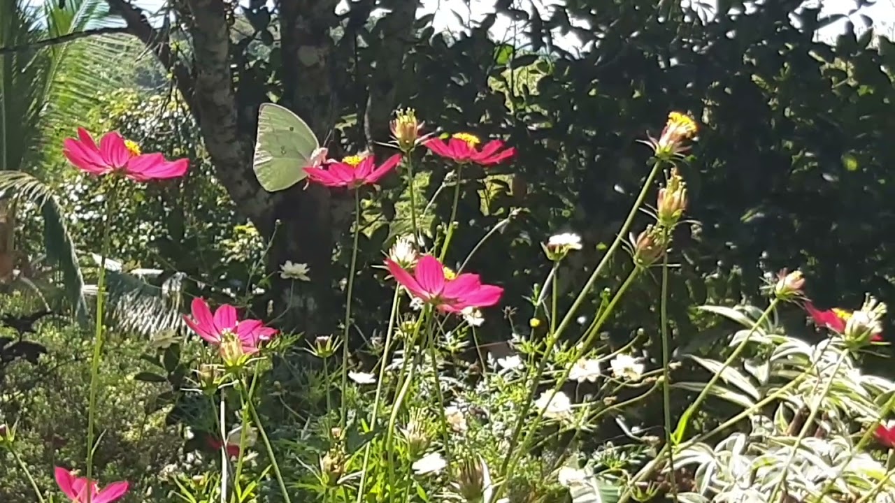 A butterfly sipping cosmos flowers nectar attract butterfly plant floweringplants 