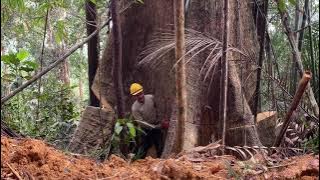 PROSES TEBANG POKOK MARSAWAH SUPER BESAR DI DALAM HUTAN.‼️