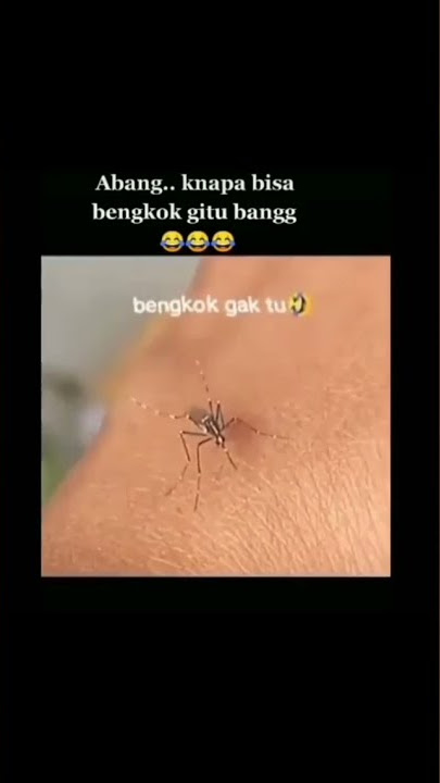 Status wa lucu 30 detik saat nyamuk gigit orang punya ilmu kebal