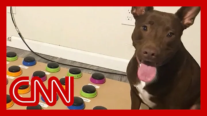 A speech pathologist taught her dog Stella to 'spe...