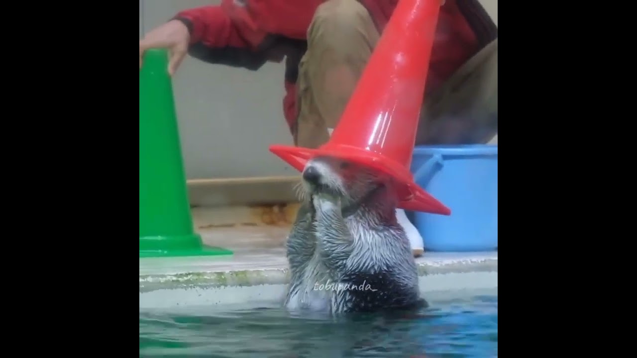 Sea otter performed his task perfectly 😁😍🦦smart sea otter |Cute Otter