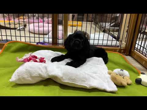 59394アメリカン・コッカー・スパニエル