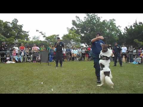 Vídeo: Transtorno Ocular De Cães Collie - Tratamento Para Transtorno Ocular De Cães Collie