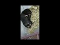 Sleeping Hamster