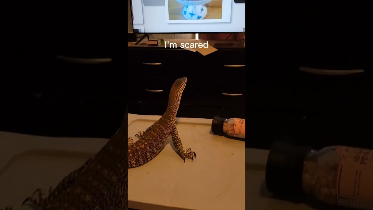 My Lizard Thinks He S A Raccoon Monitorlizard Pets Cat Reptiles