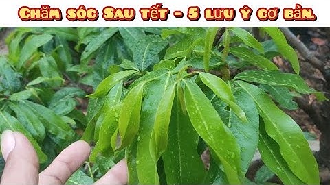 Hướng dẫn chăm sóc mai sau tết