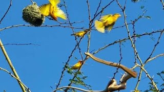 boomslang attack weavers nests