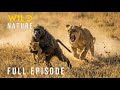 LIONS VS. BABOONS - Kruger’s Most Brutal Survival Battle (Full Episode) | Nature animal documentary