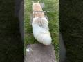 #JasonDeruloTV // He Definitely Did Get More Fluffy 🐶🥹 ​⁠IG @mainecoonleonard