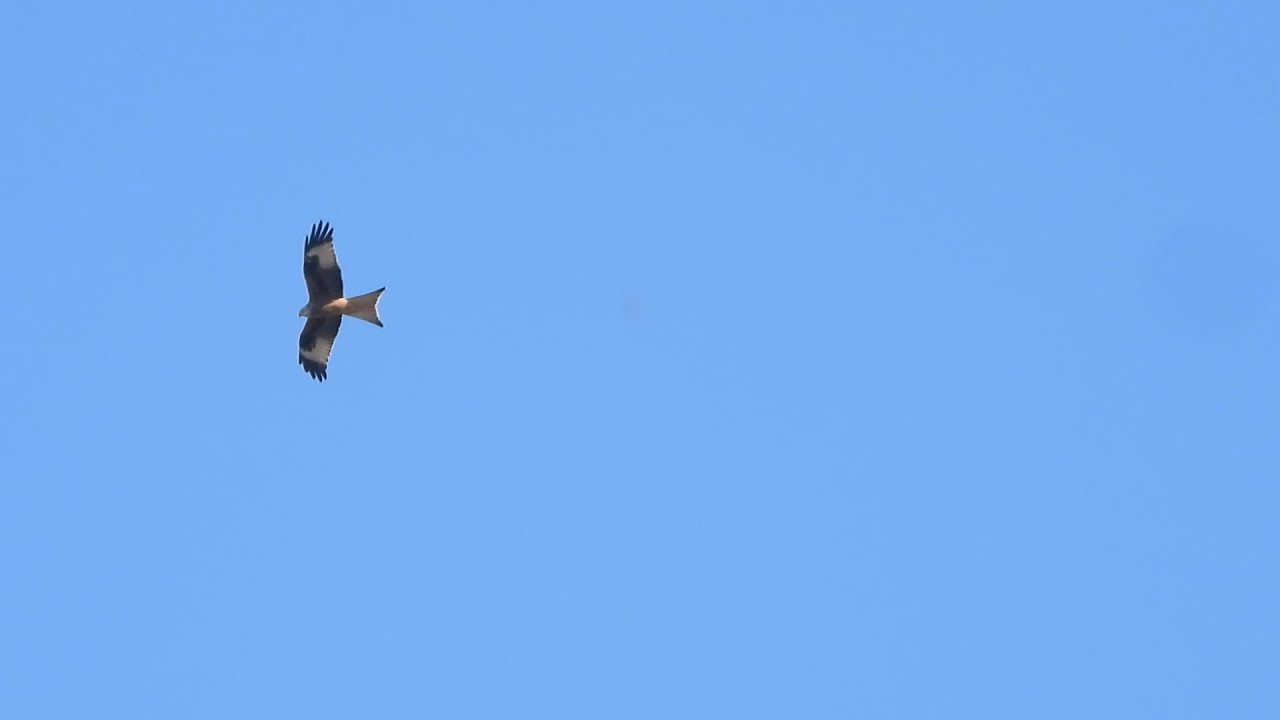 Rode wouw in vlucht Broechem 12 april 2025