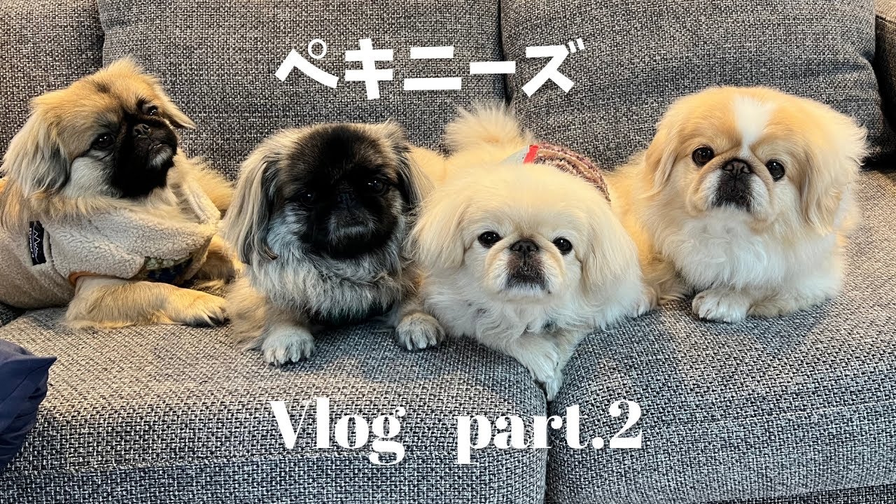 ペキニーズお泊まりVlog Part.2🐶まさかの延長戦？🐾