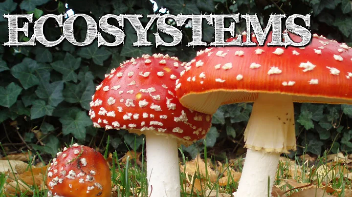 Understanding Ecosystems for Kids: Producers, Consumers, Decomposers - FreeSchool