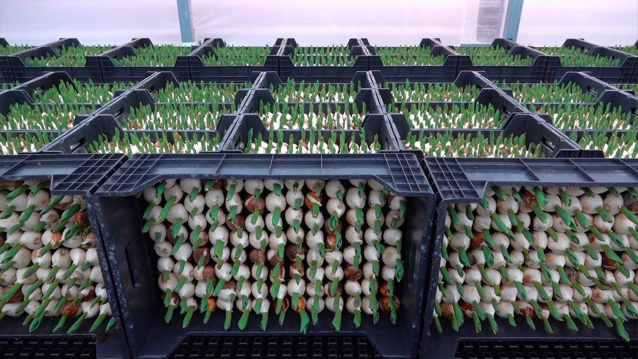 выращивание тюльпанов на гидропонике